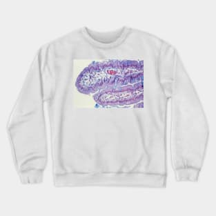 Small intestine lining, light micrograph (C022/7105) Crewneck Sweatshirt